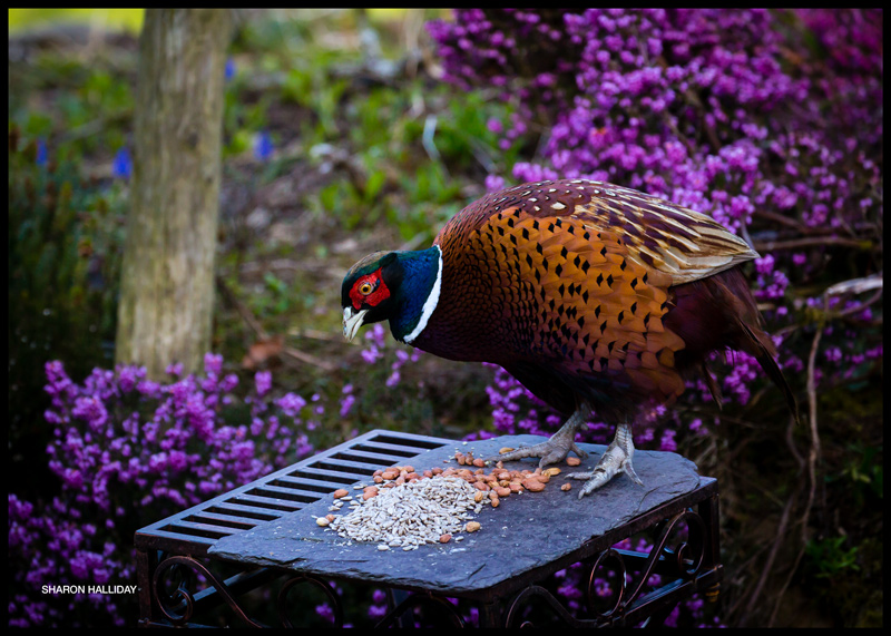 pheasant versus squirrel