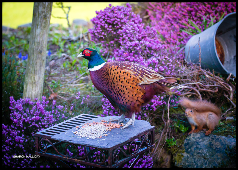 pheasant versus squirrel