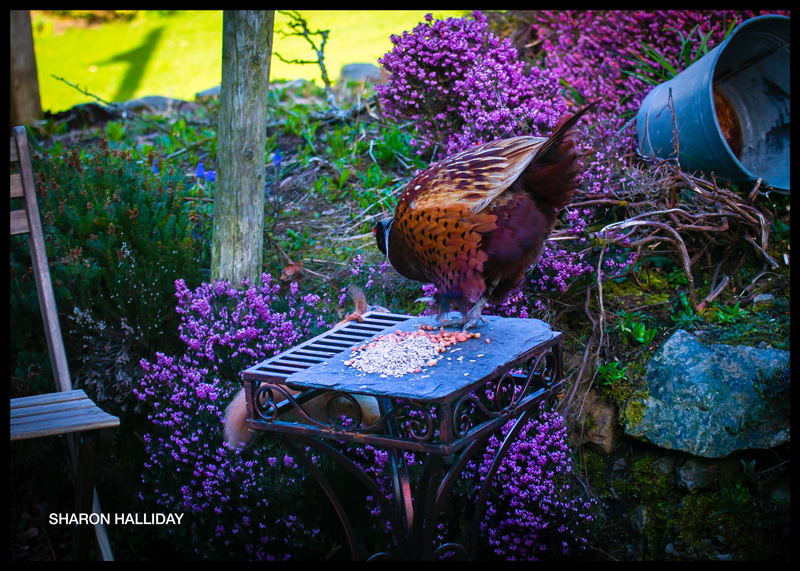 pheasant versus squirrel