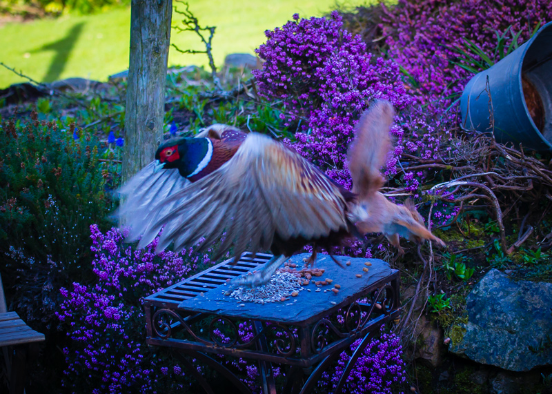 pheasant versus squirrel