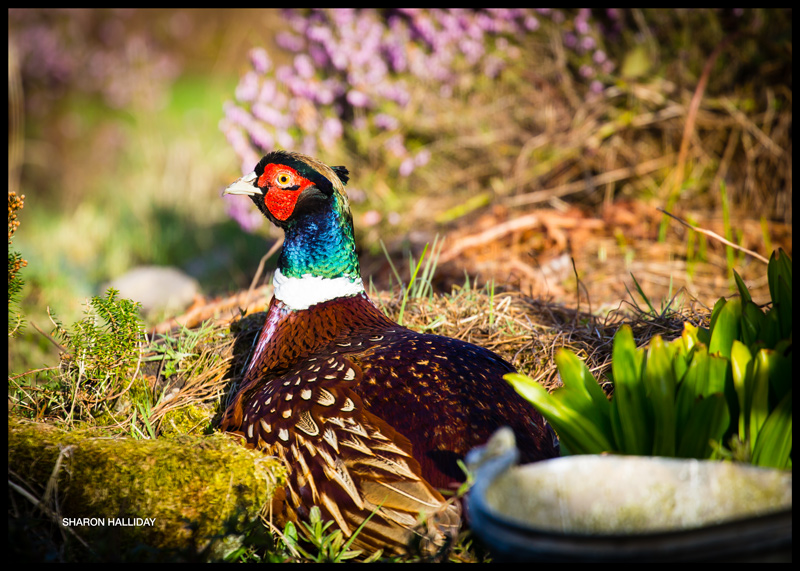 pheasant versus squirrel