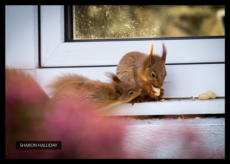 red squirrels