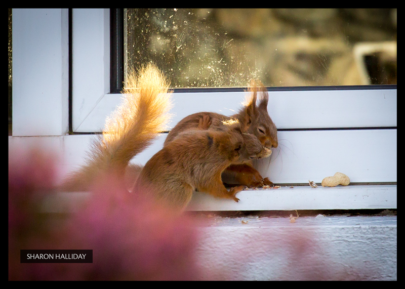 red squirrels