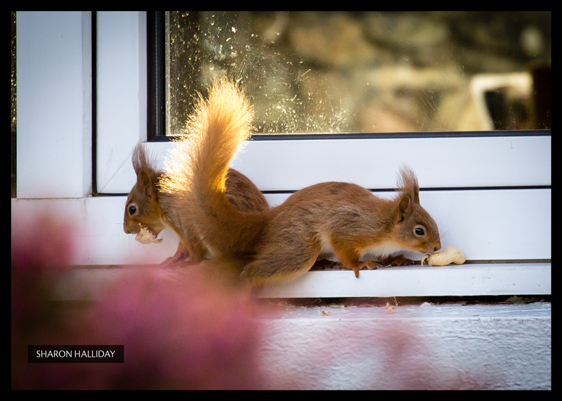 red squirrels