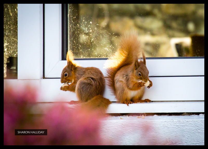 red squirrels