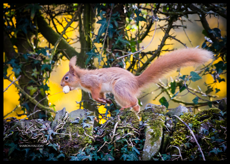 red squirrels