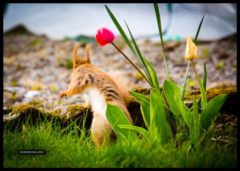 red squirrels