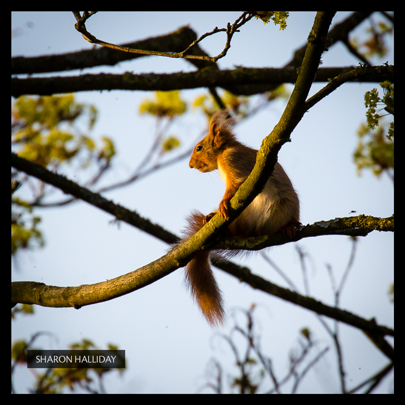 red squirrels