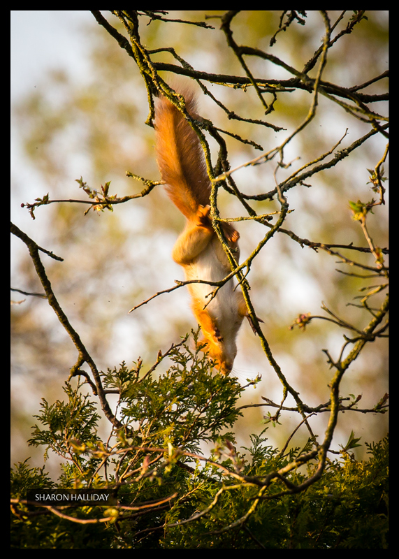 red squirrel